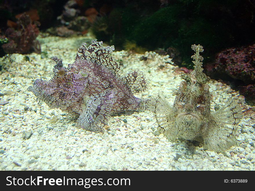 Two rock fish rest on the bottom of an aquarium at the Dallas World Aquarium.