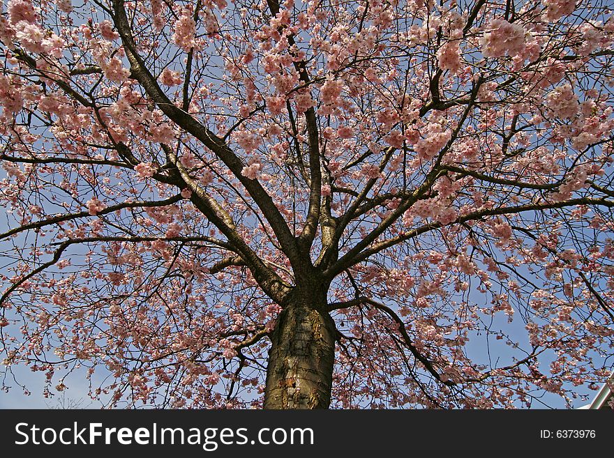 Prunus, Japanese cherry tree, crown, spring