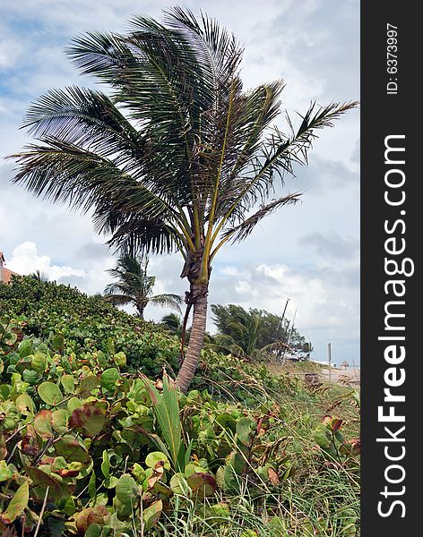 A single palm blowing in a strong wind on the beach dune. A single palm blowing in a strong wind on the beach dune