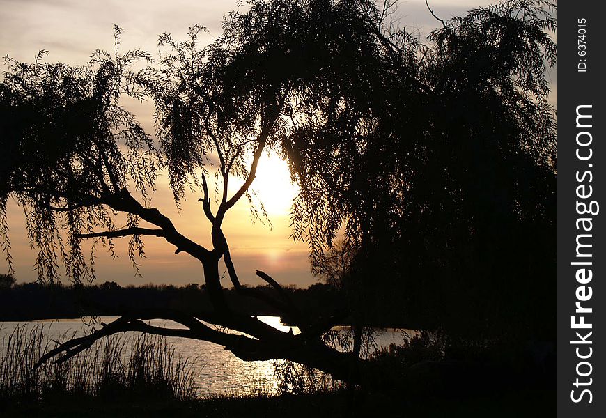 Taken with a view through a willow tree at a lake near the end of summer.