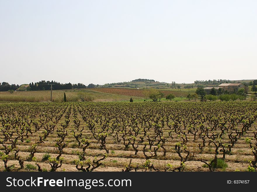 Photograph of a vineyard, near the village Salleles d'Aude in the Languedoc region of France