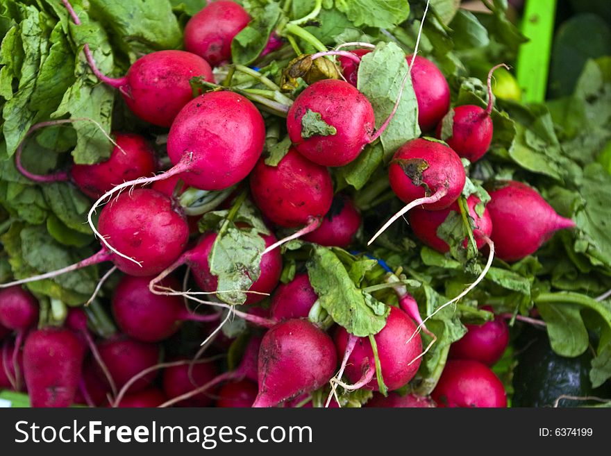 Bunch of radishes fresh from the garden.