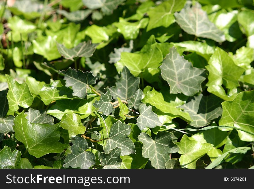 Ivy growing in the Languedoc regoin of France
