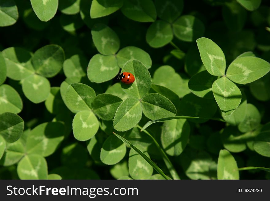 A ladybird settled on a leaf of clover