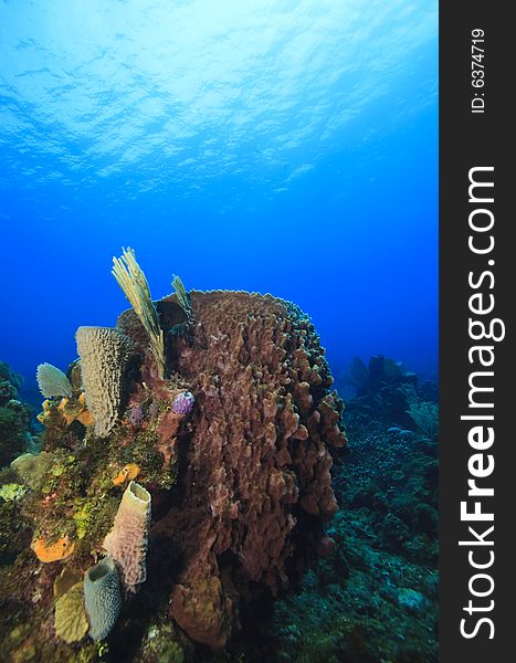 Giant Barrel Sponge(xestospongia muta) filter feeding on coral reef