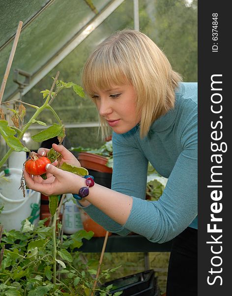 Attractive girl tending tomatoes in greenhouse