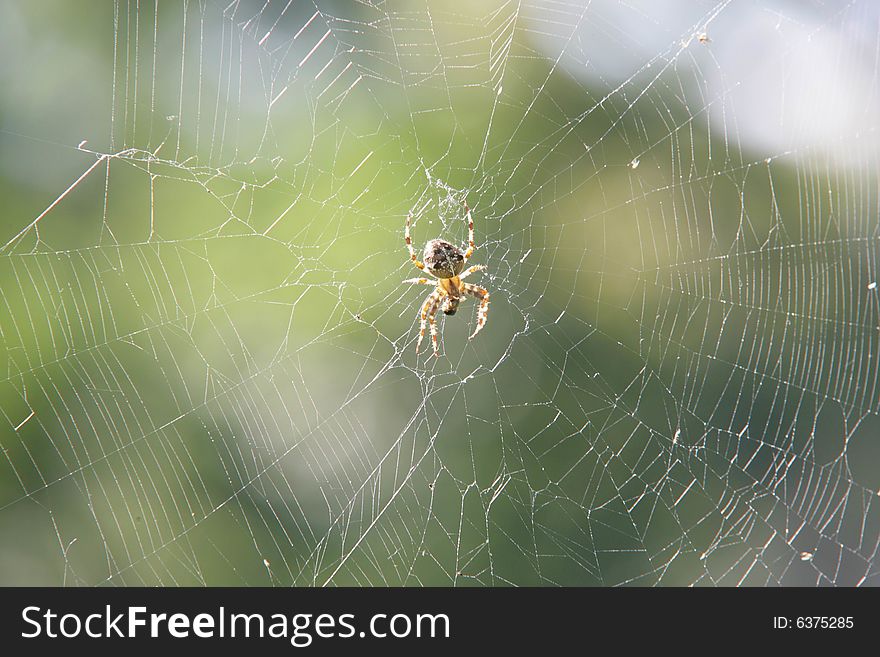 Working spider, fight for life.