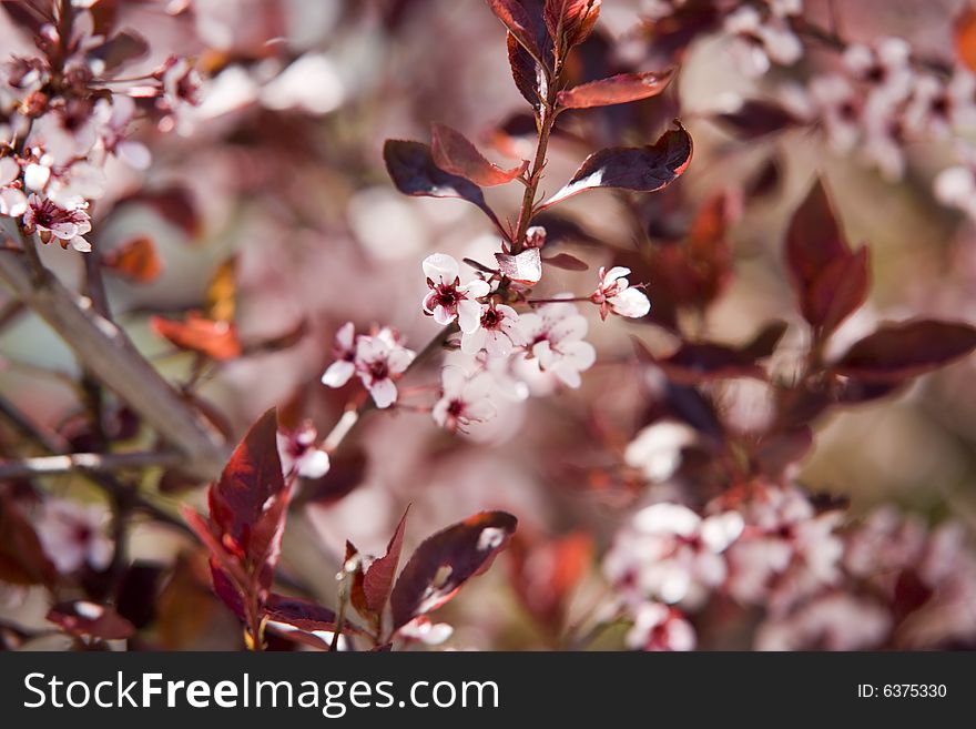 Cherry blossom beside the fall