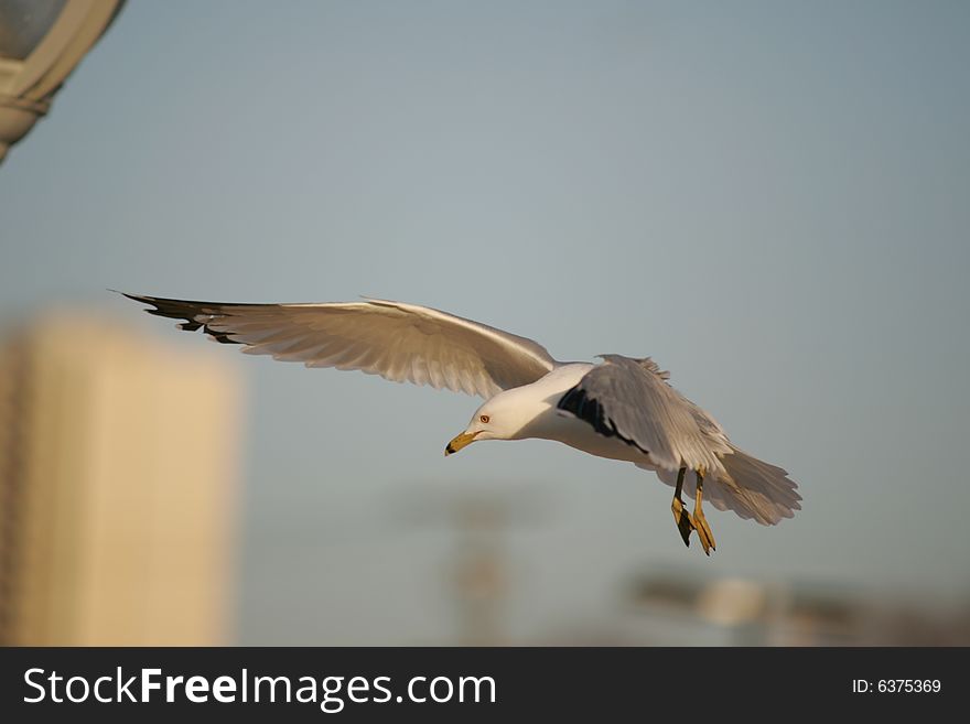 Flying seagull, feel the air