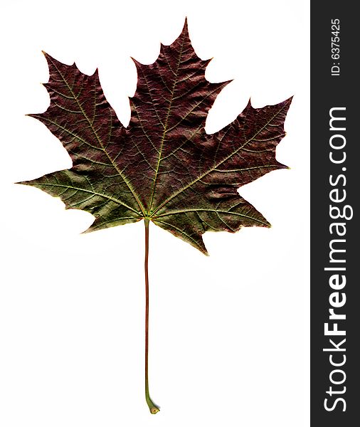 Dark autumn leaf on white background. Dark autumn leaf on white background