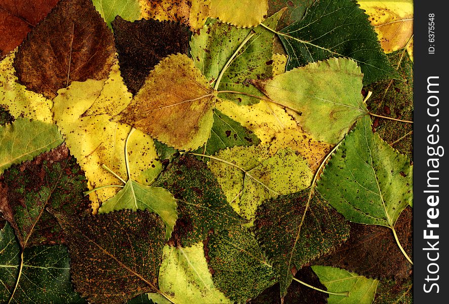 Many green autumn leaves are background