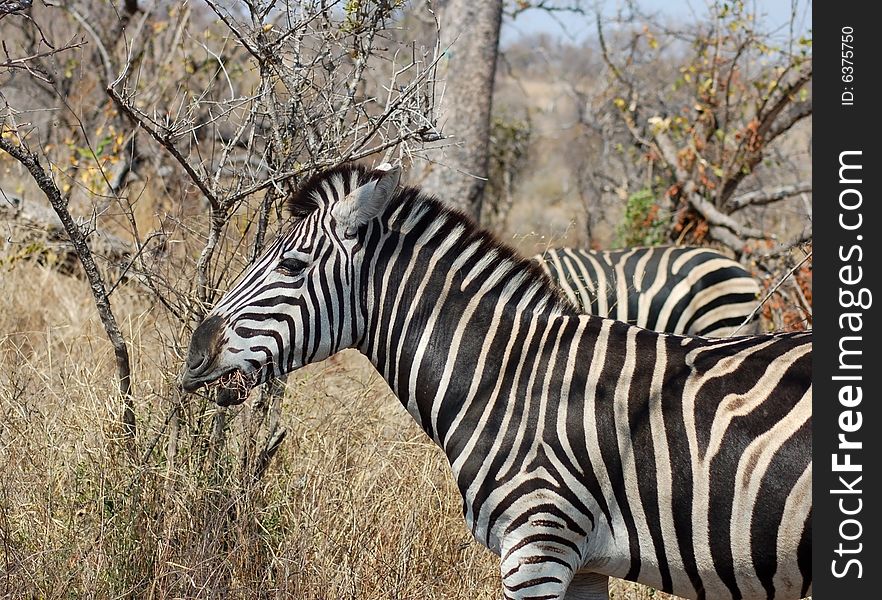 A Burchells Zebra grazing on dry grass during a period of drought in Africa. A Burchells Zebra grazing on dry grass during a period of drought in Africa.