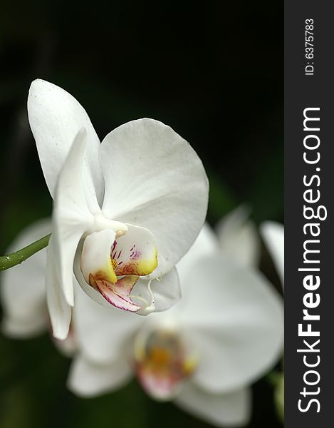 Phalaenopsis,orchid in nature,flowers