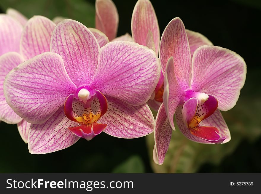 Phalaenopsis,orchid in nature,flowers