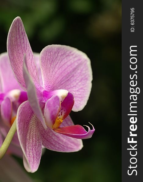 Phalaenopsis,orchid in nature,flowers