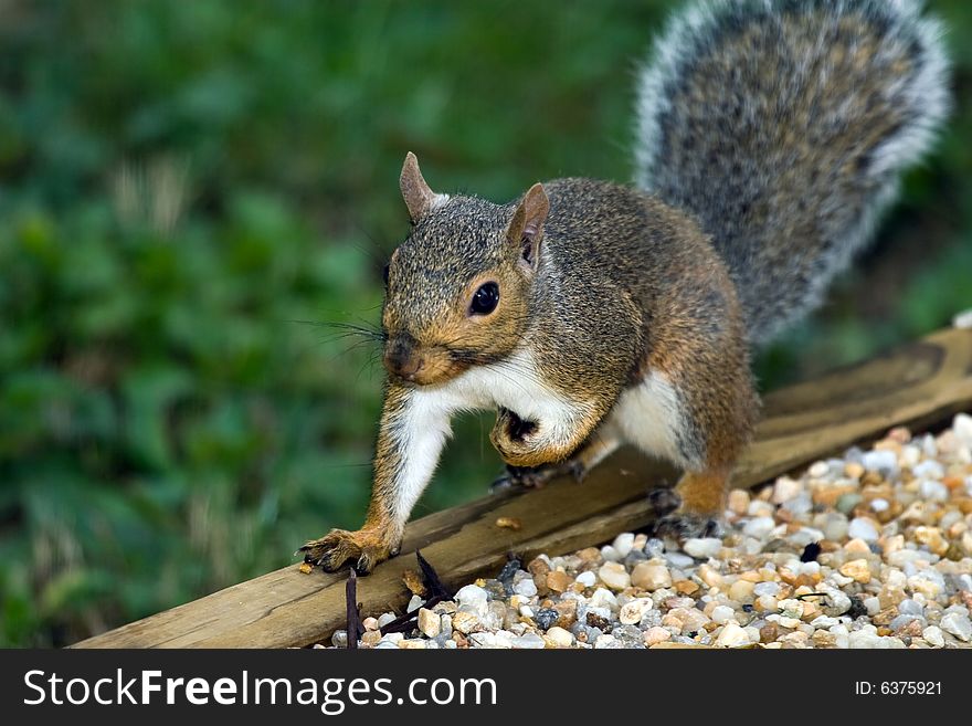 Adorable adult gray squirrel sitting on a landscaping edge in a backyard in Virginia, USA.