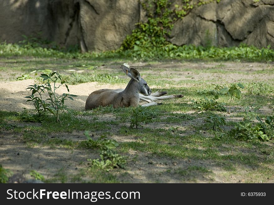 Beautiful photograph of a kangaroo laying on the ground at a zoo. Beautiful photograph of a kangaroo laying on the ground at a zoo