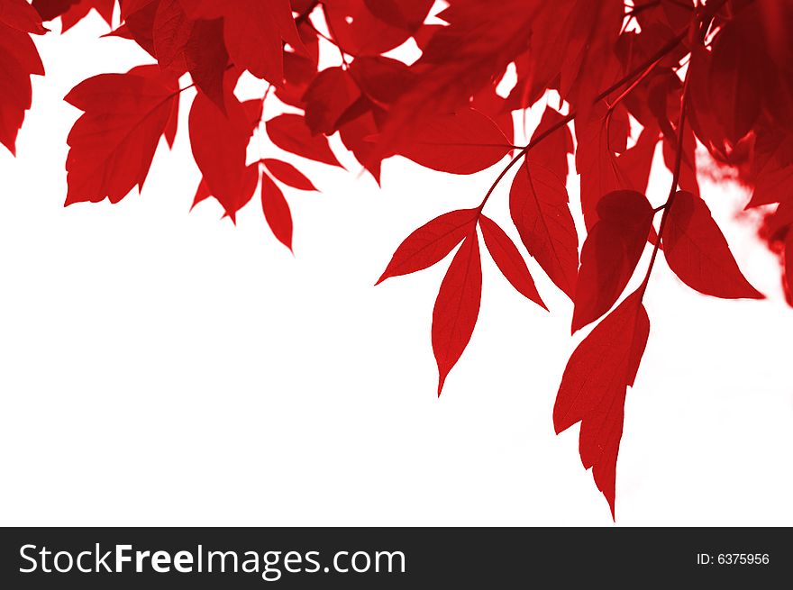 Frame of red leaves isolated on white. Frame of red leaves isolated on white