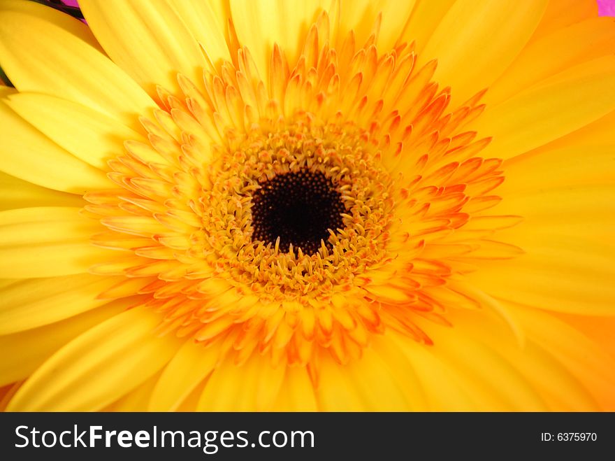 Photo of a yellow Flower. Photo of a yellow Flower