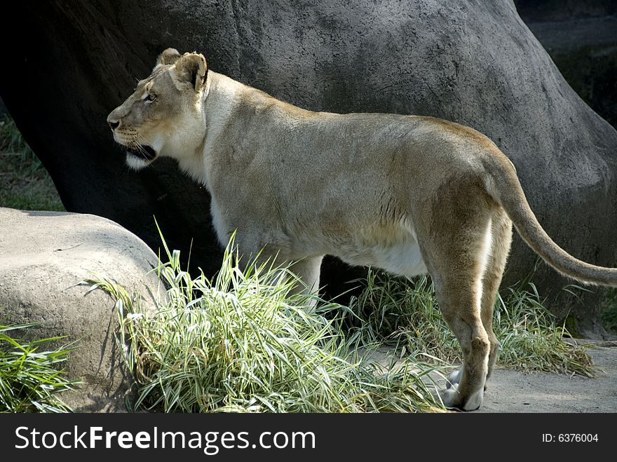 Female lion staring into the distance while standing