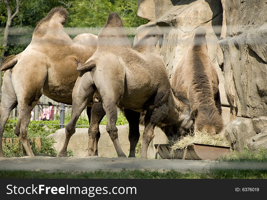 Camels bent over at a zoo eating grass. Camels bent over at a zoo eating grass