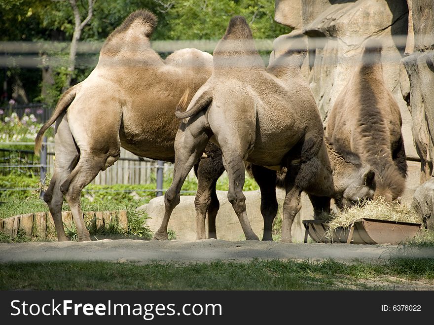 Rear view of three camels standing while eating. Rear view of three camels standing while eating