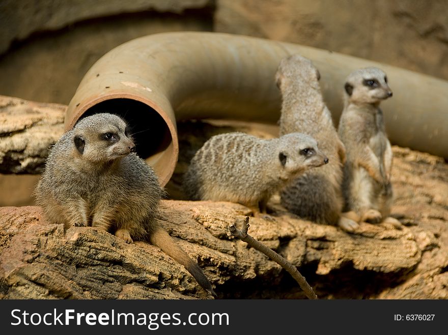 Four furry Meerkats looking into the distance. Four furry Meerkats looking into the distance
