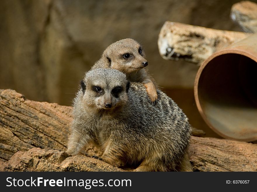 Close-up of two Meerkats resting on a brown rock