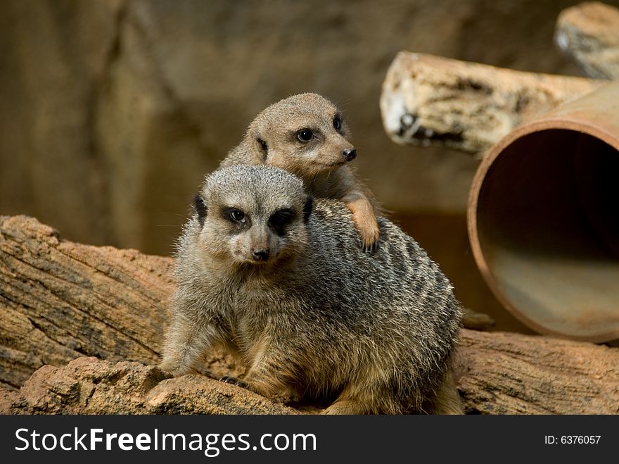 Two Meerkats