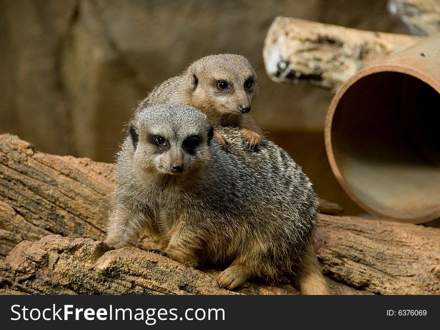 Meerkats At The Zoo