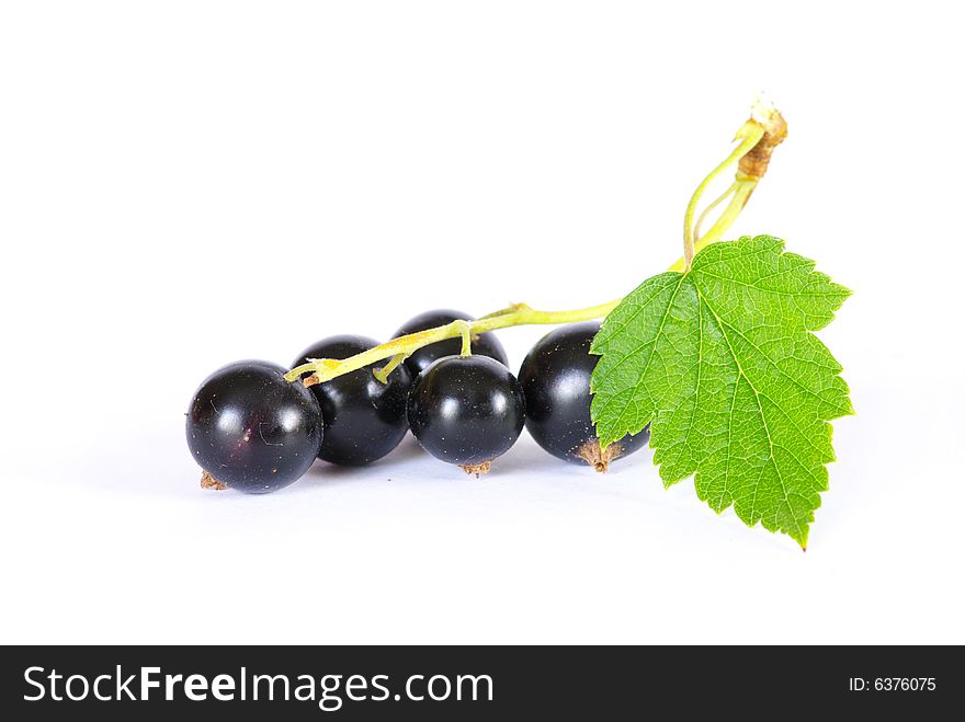 Branch of black currant fruits isolated on white background