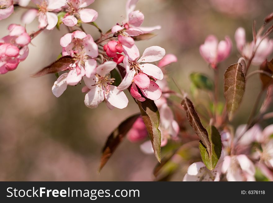 Tree blooming with blured blossom background. Tree blooming with blured blossom background