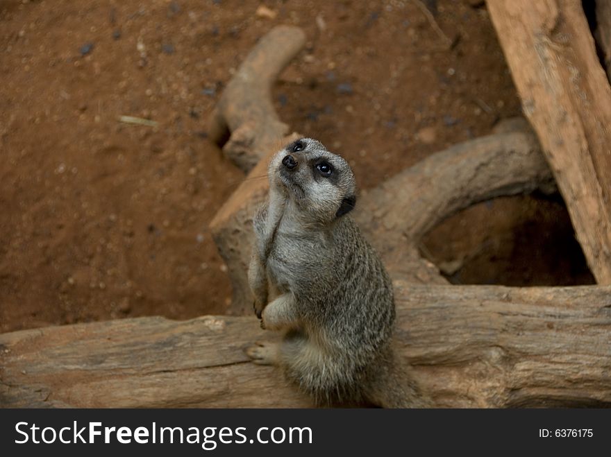 Adorable birds-eye photograph of a meerkat sitting on a piece of wood while staring in the air. Adorable birds-eye photograph of a meerkat sitting on a piece of wood while staring in the air