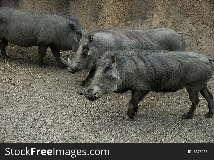 Three large warthogs walking on a cloudy day. Three large warthogs walking on a cloudy day.