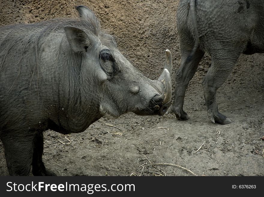 Close-up of a small gray warthog staring to the right. Close-up of a small gray warthog staring to the right