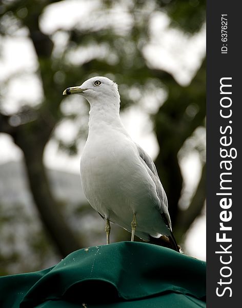 One white seagull looking to the left. One white seagull looking to the left