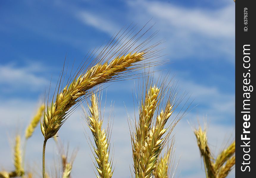 Wheat ears against the blue  sky