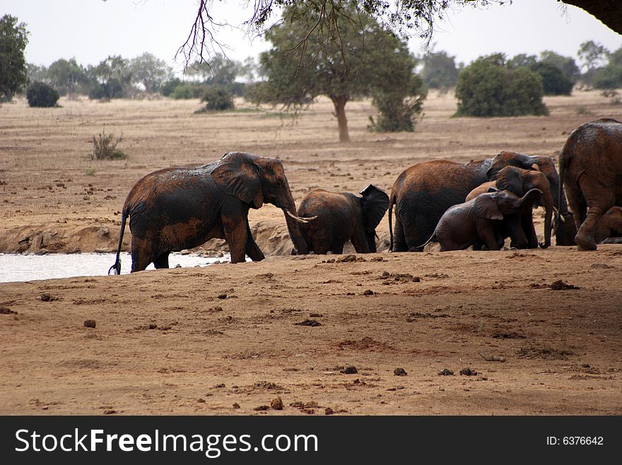 A group of african elephants in a pond, Kenya. A group of african elephants in a pond, Kenya