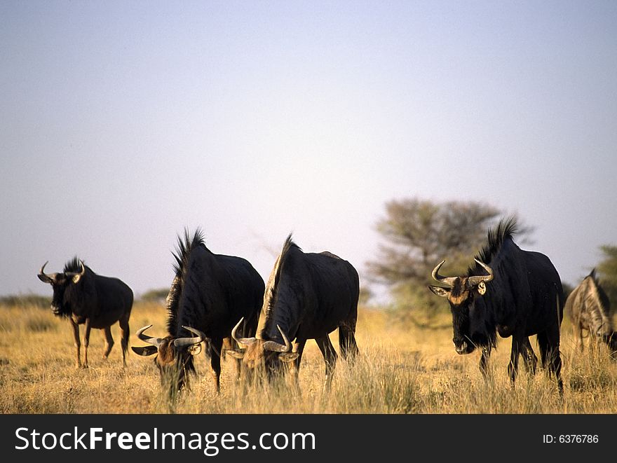 A group of gnu grazing in the etosha park in namibia