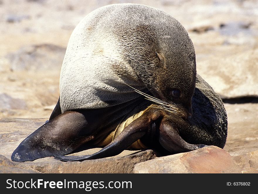 African Seal