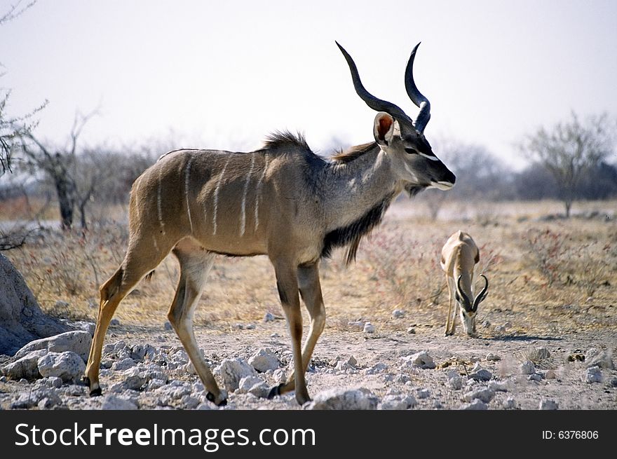 A kudu grazing in the etosha park in namibia. A kudu grazing in the etosha park in namibia