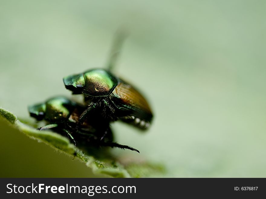 Close-up of black bug on a sunny day. Close-up of black bug on a sunny day.