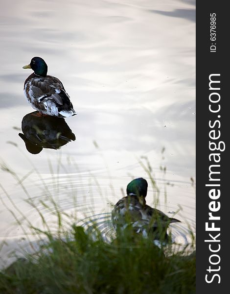 Photograph of mallards in the pond. Photograph of mallards in the pond