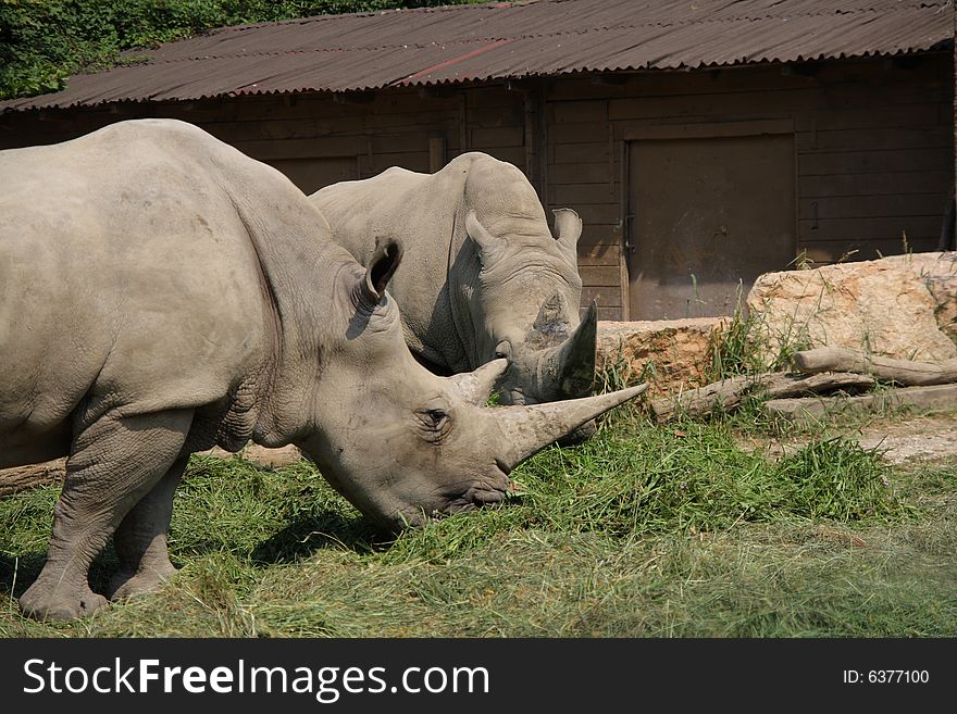 Two white rhinos having lunch