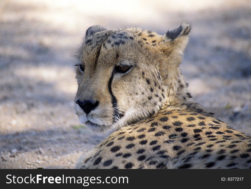 A cheetah resting in the shadow while looking at us. A cheetah resting in the shadow while looking at us