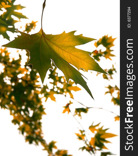 Autumn leaves over white background