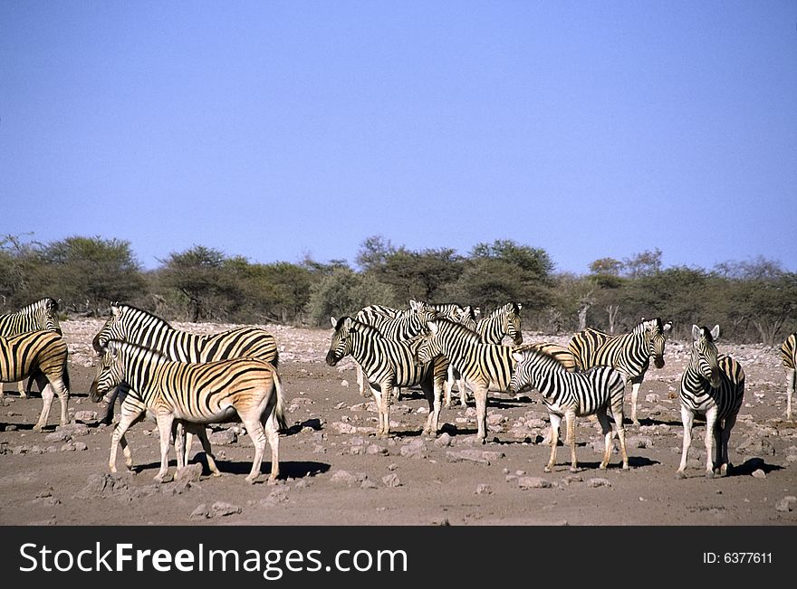 A lonely zebras walking in the etosha park in namibia