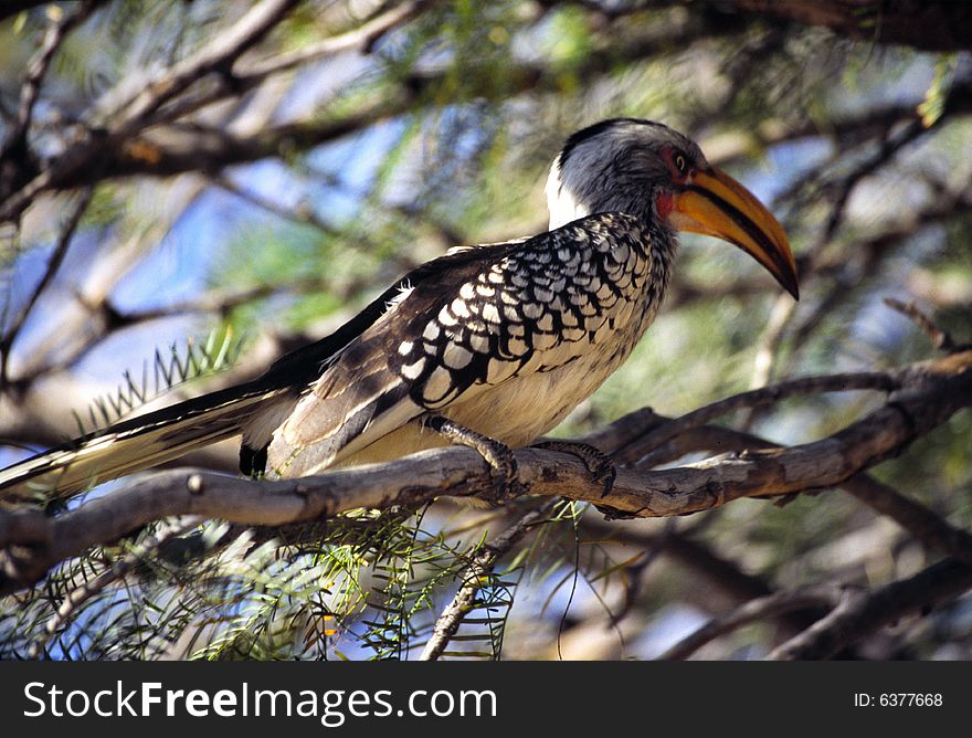 A typical bird of namibia on the branch of a tree. A typical bird of namibia on the branch of a tree