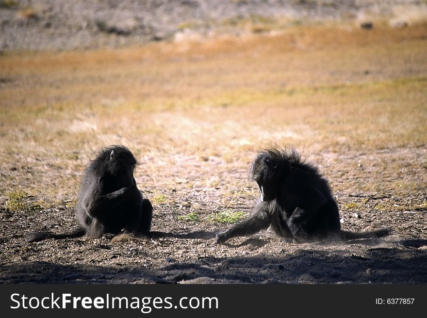 A lonely monkey eating in the etosha park in namibia