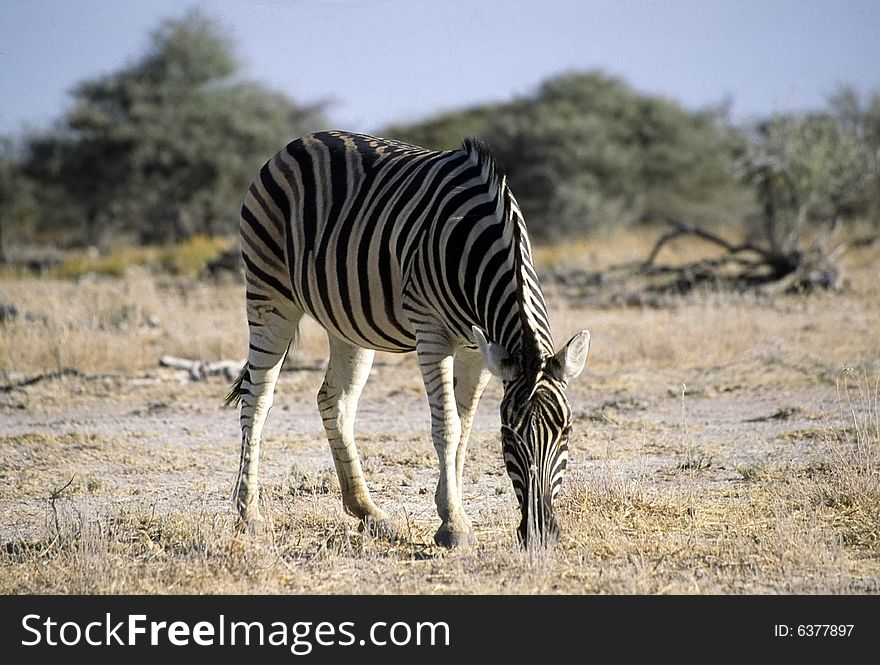A lonely zebra eating grass in the etosha park in namibia
